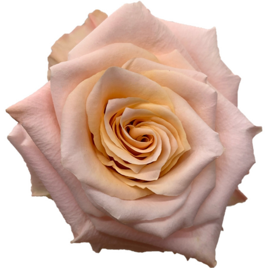 Rose Shimmer 70cm naranjo