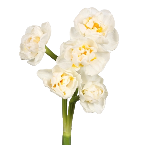 Daffodil BridalCrown holl - 