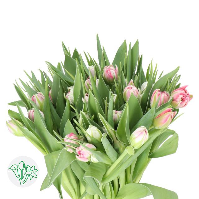 Tulip Dbl Flashpoint holl -xtra