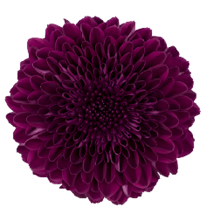 Mum Disbud Lav Aragon sole(5st