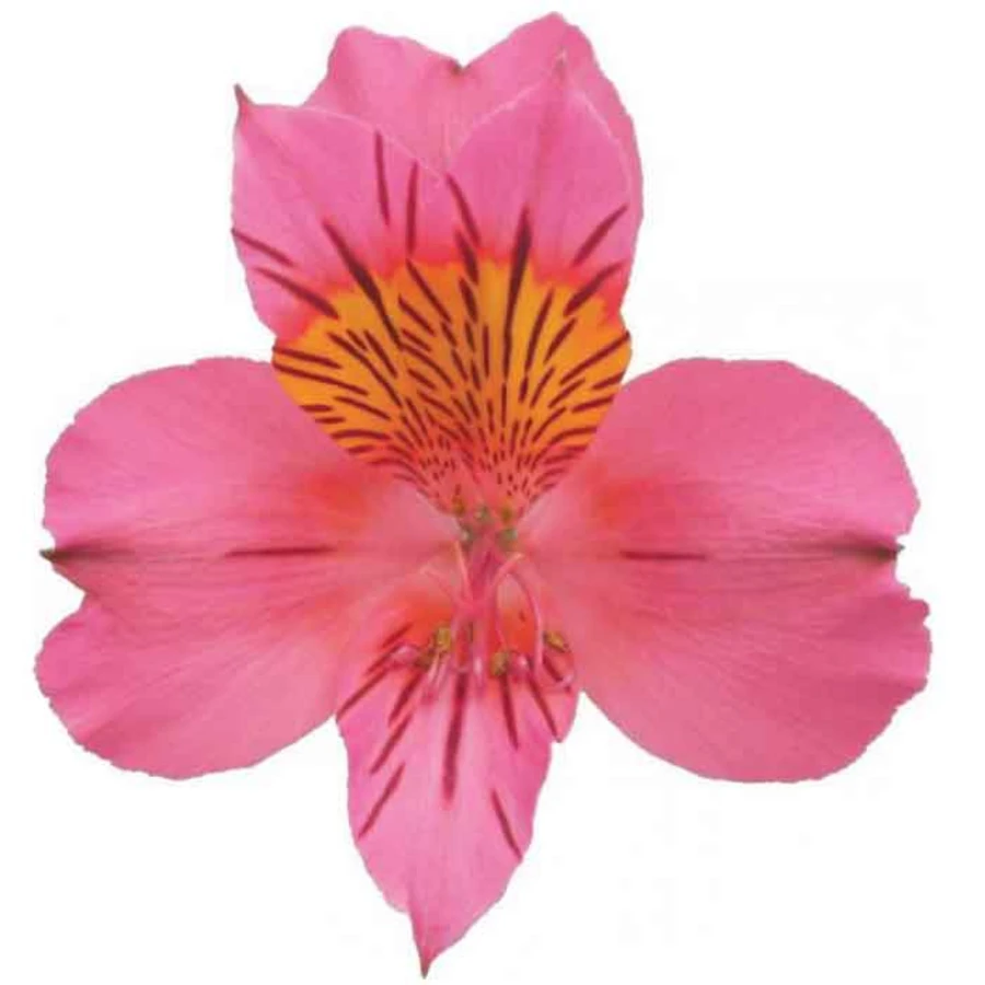 Alstro HotPink sole supsel