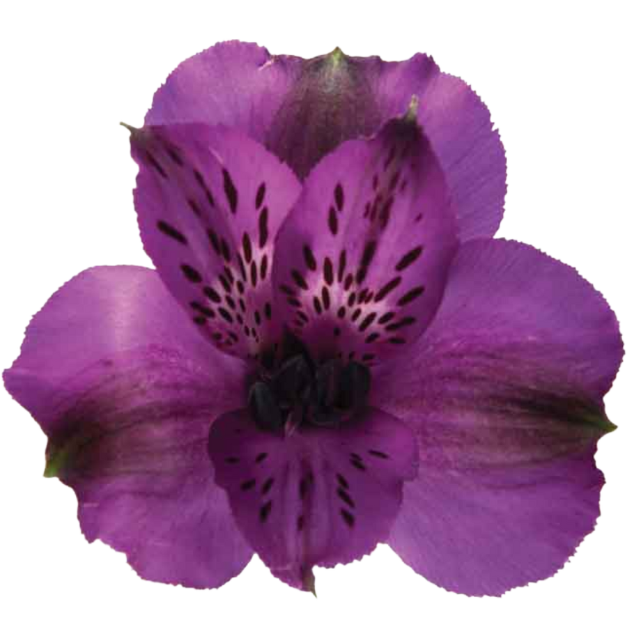 Alstro Purple sole supsel