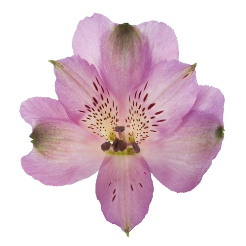 Alstro. Lavender sole supsel