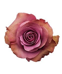 Rose Govinda 40cm rprima