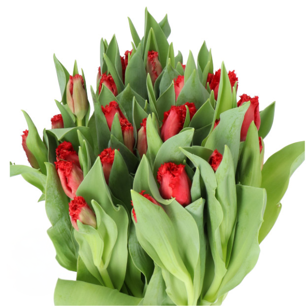 Tulip Frill Red holl