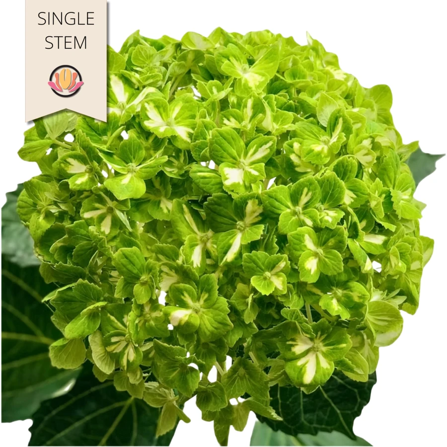 Hydrangea Emerald Varigated be