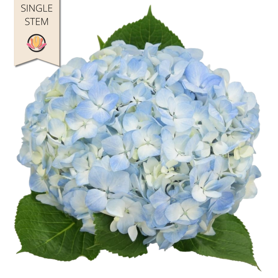 Hydrangea Blue cont(STEM)