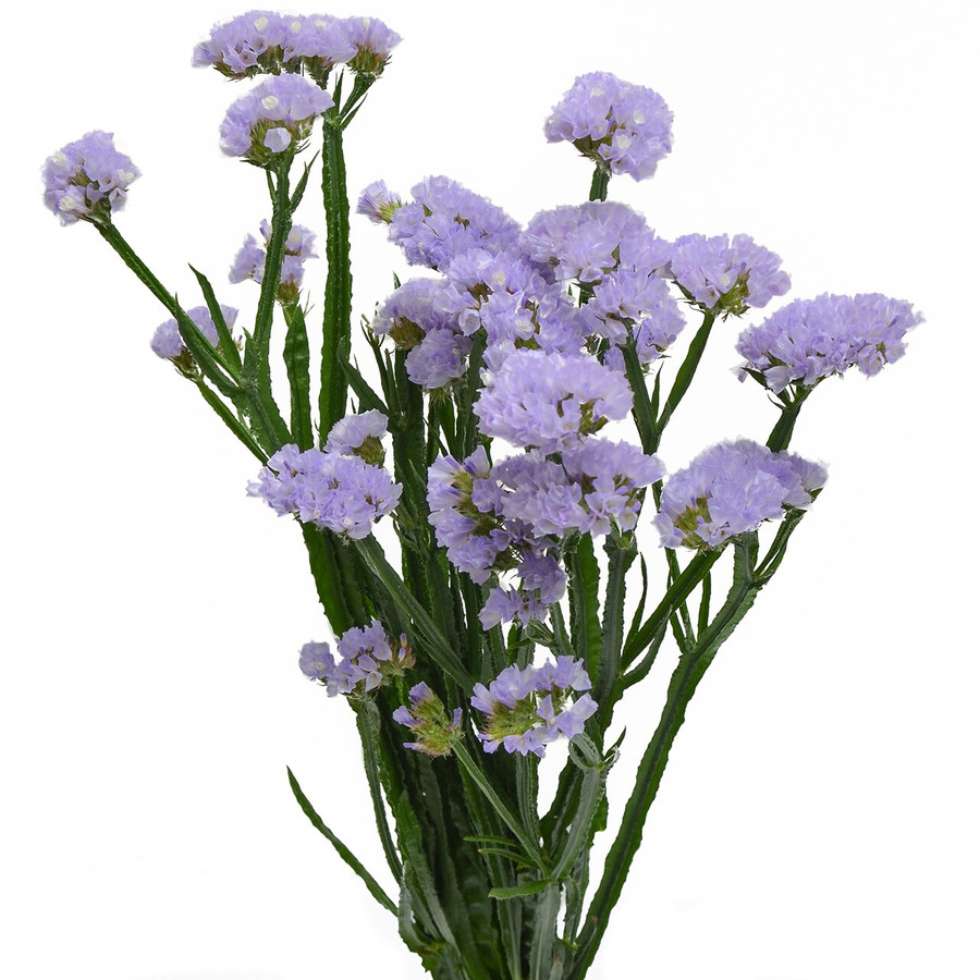 Statice Tissue Lavender rio
