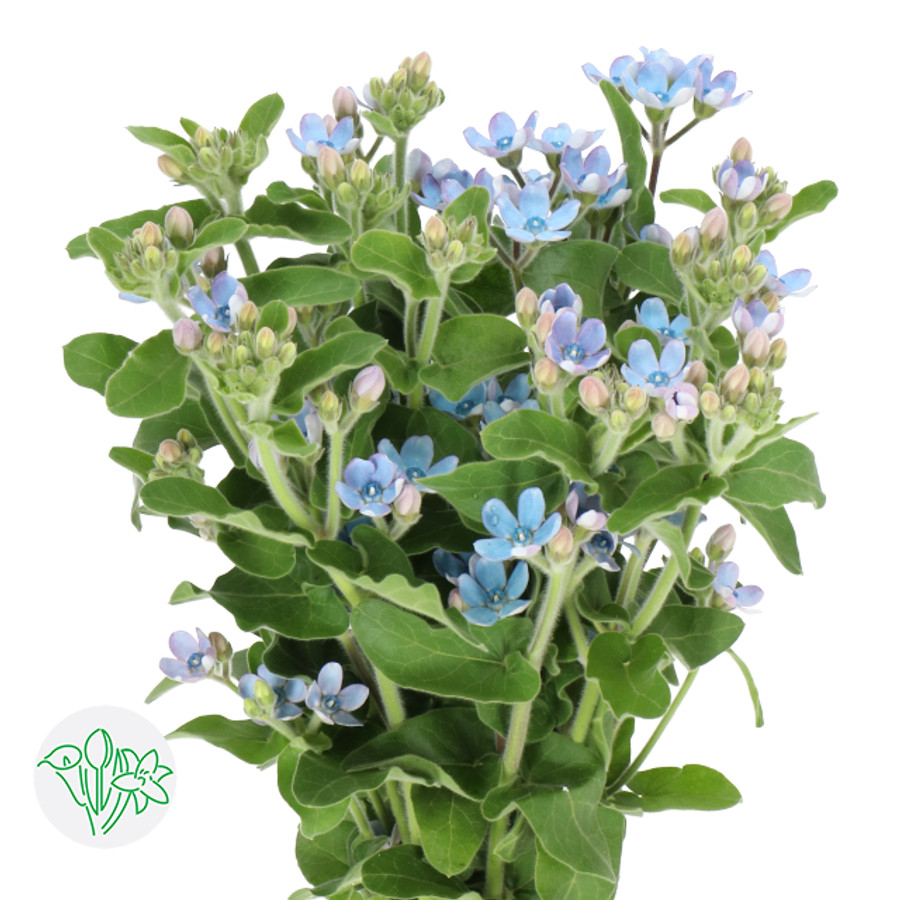 Tweedia Blue holl