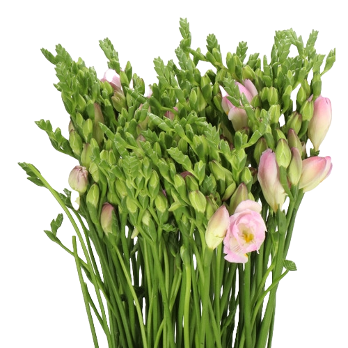 Freesia Dbl Rosario holl