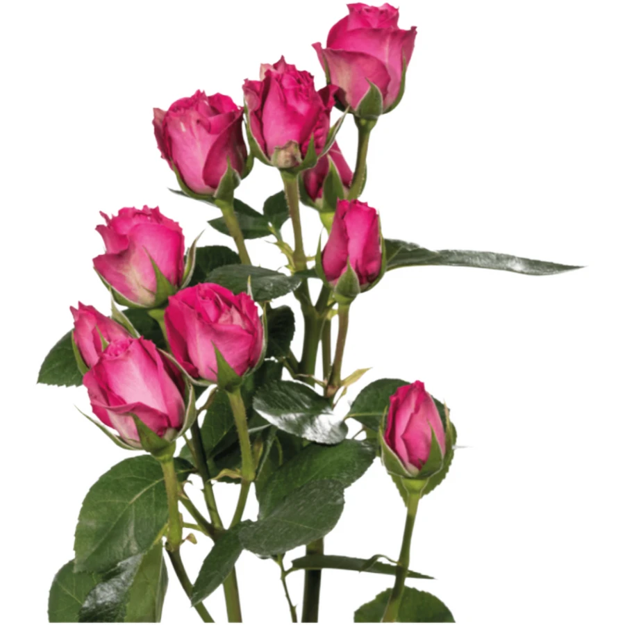 RoseSpray Purple Irishka sunrite