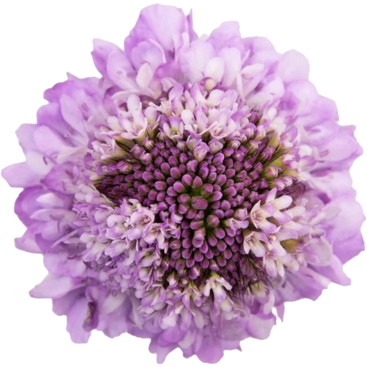 Scabiosa Lavender misty