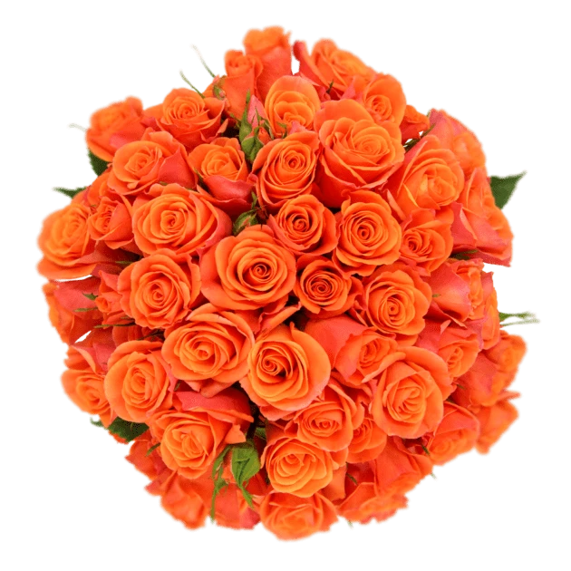 RoseSpray OrgStar sunrite