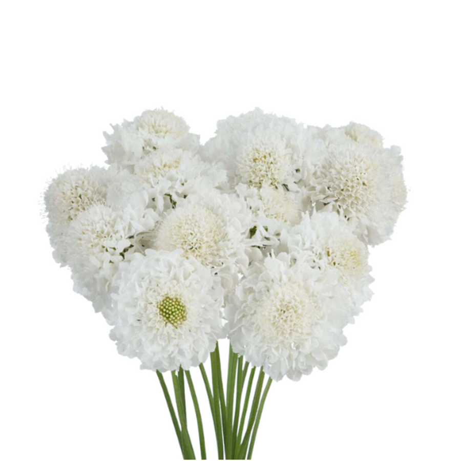 Scabiosa White misty