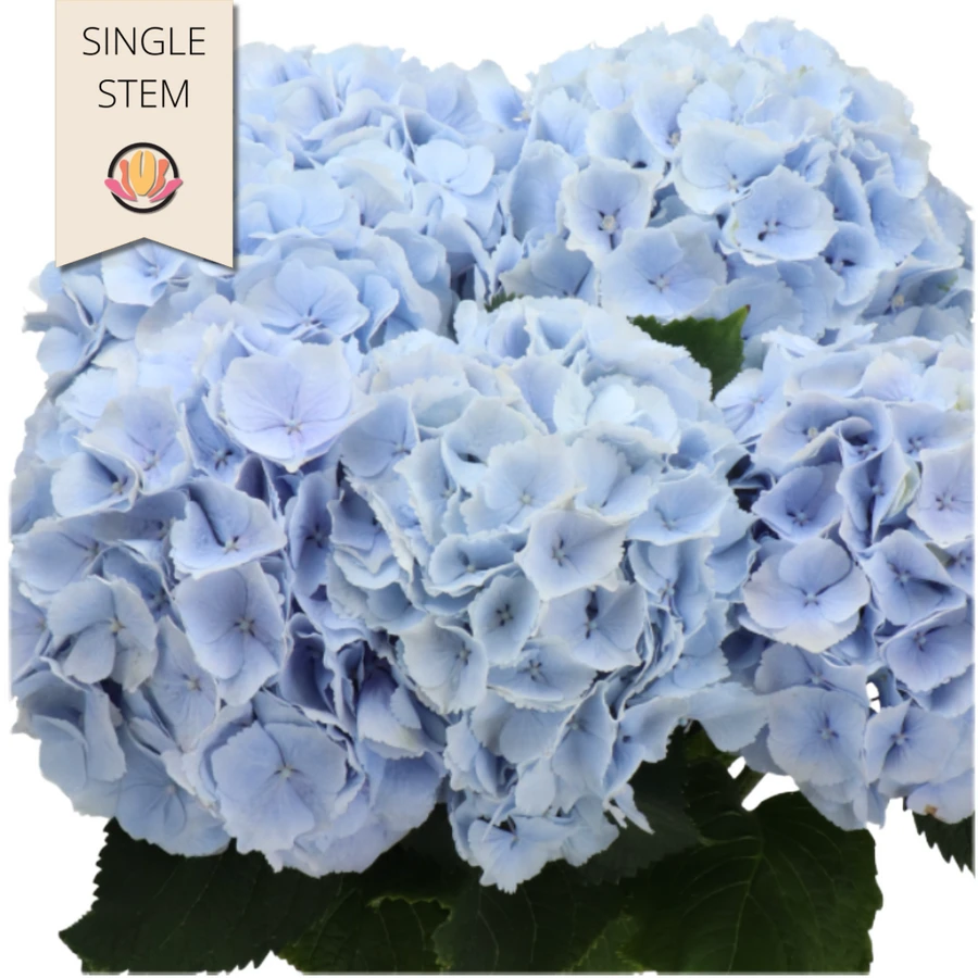Hydrangea Verena Blue holl(Stem) 