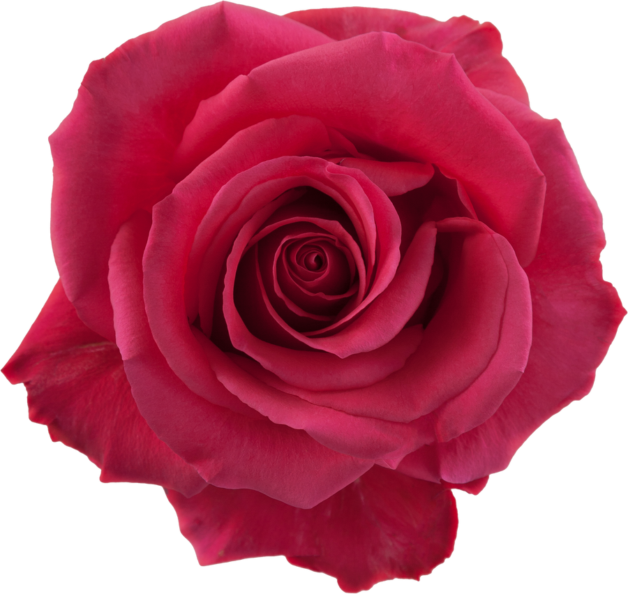 Rose PinkFloyd 50cm sunrite -