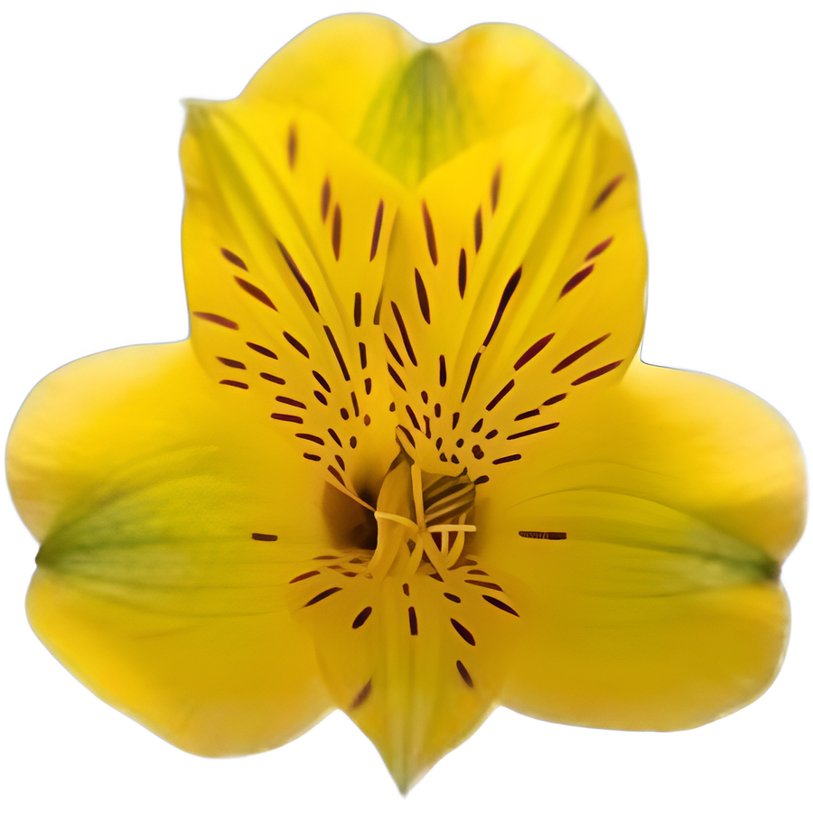 Alstro. Yellow gdns supsel