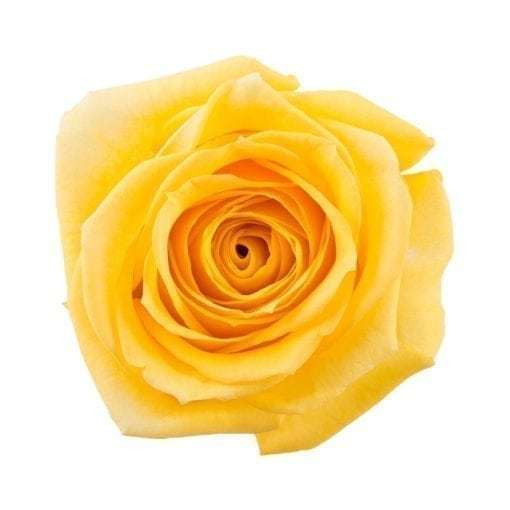 Rose SuperSun 40cm rprima