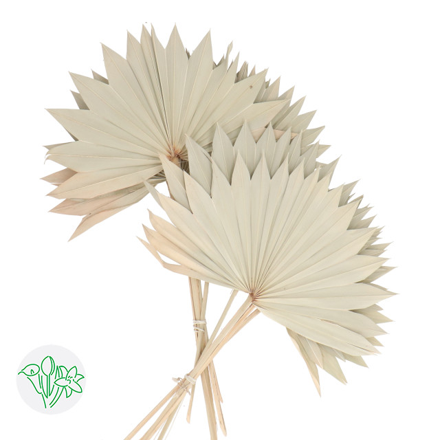 Palm Sun Natural holex large