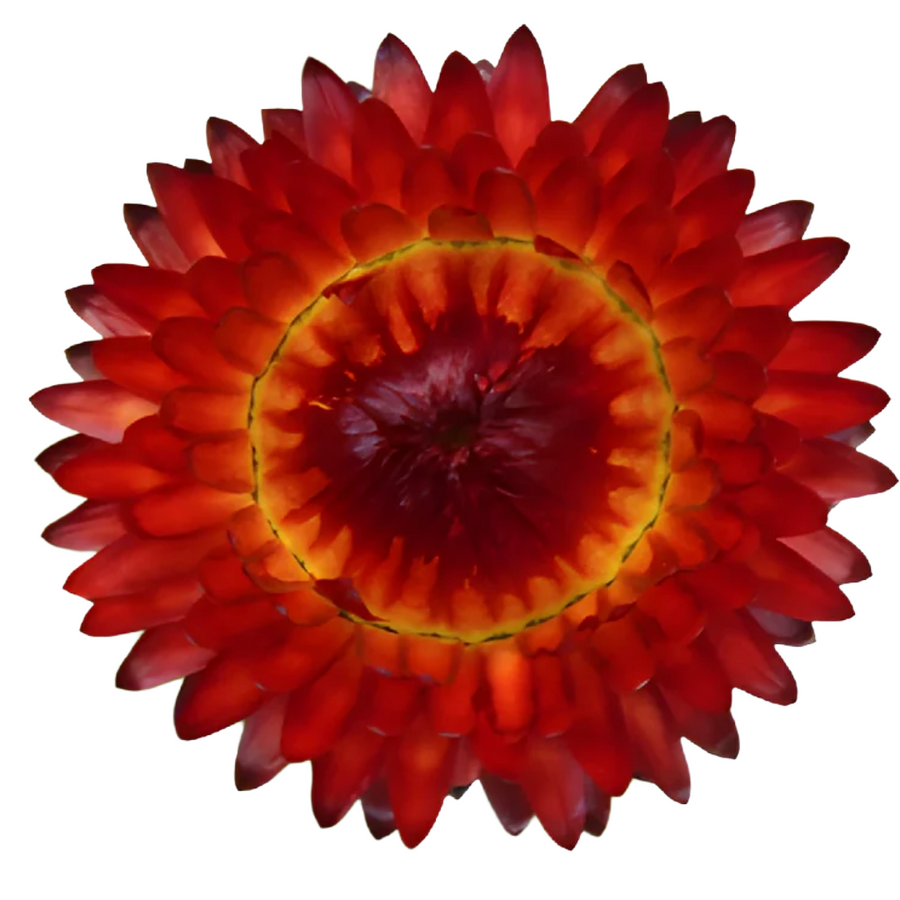 StrawFlower Red holex