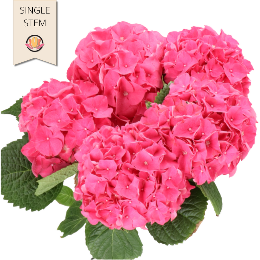 Hydrangea Rodeo Pink holl(STEM)