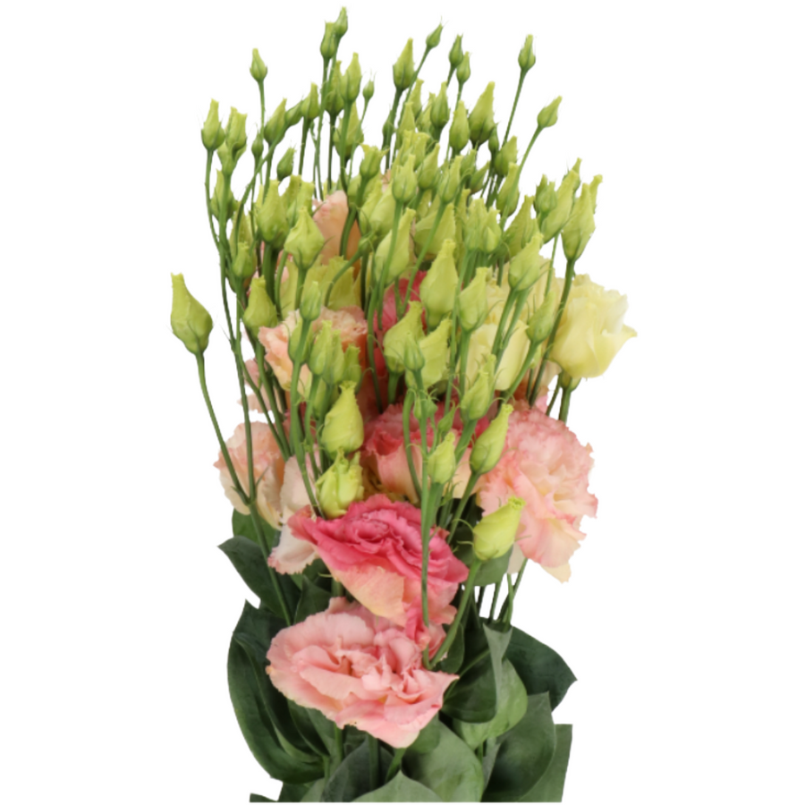 Lisiantus Dbl Champange holl