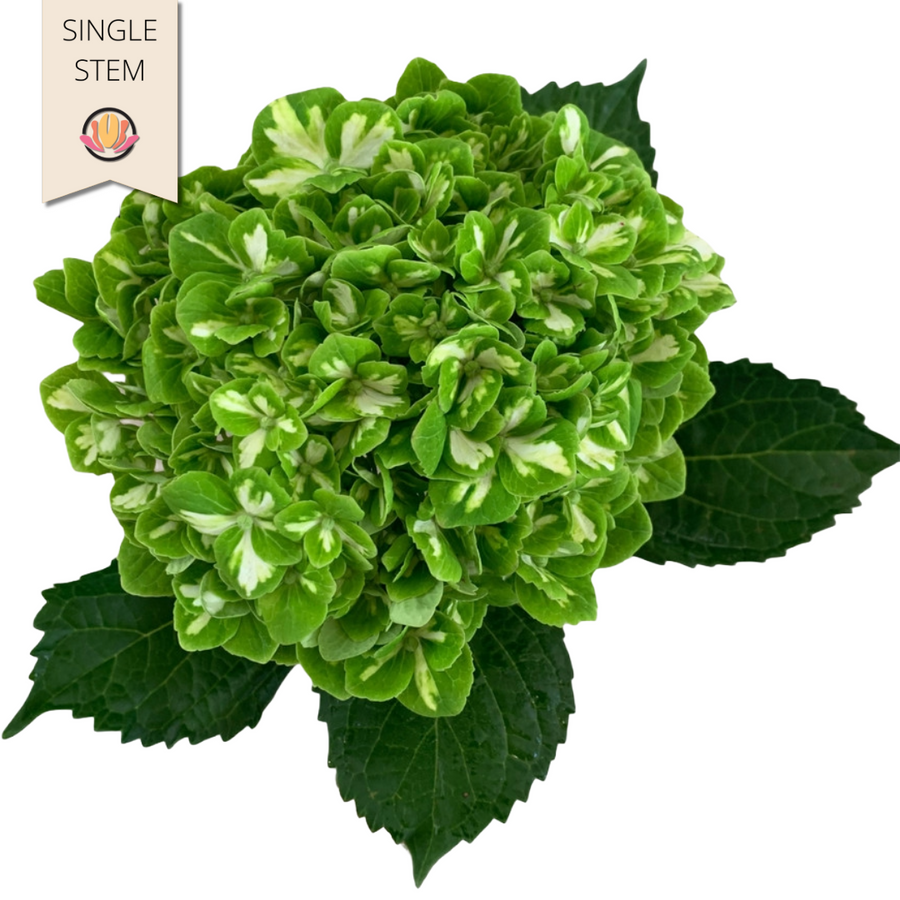 Hydrangea Emerald bella(STEM)