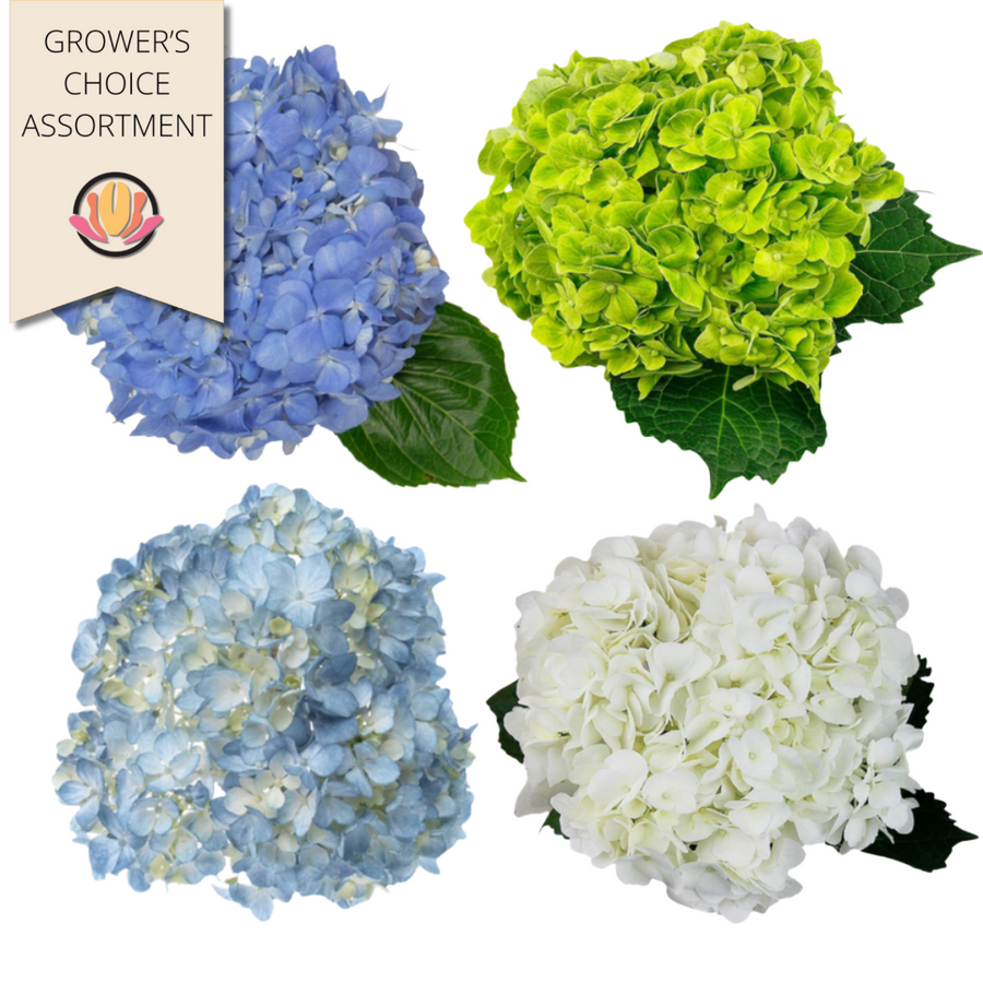 Hydrangea Asst(30case) hydrafl
