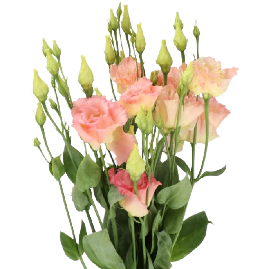 Lisianthus Sabrina Org holl