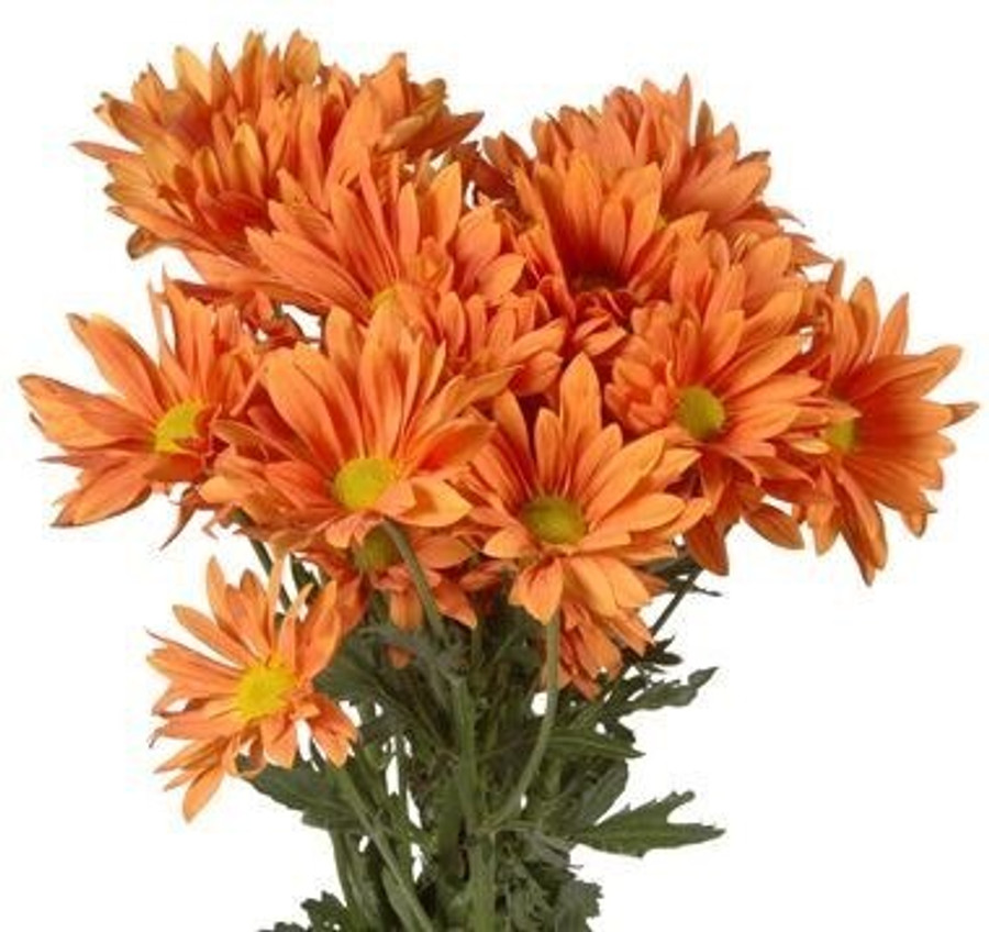 Pom Daisy Orange Atlantis rio
