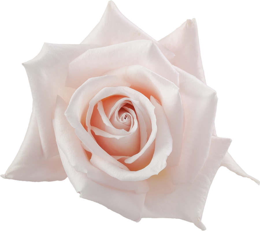 Rose Sweet Esco 60cm sunrite