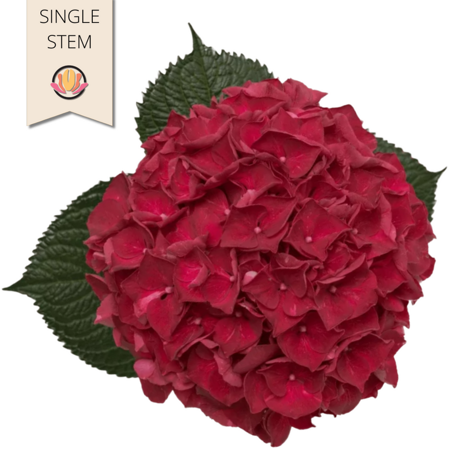 Hydrangea Ma Trophy holex(STEM