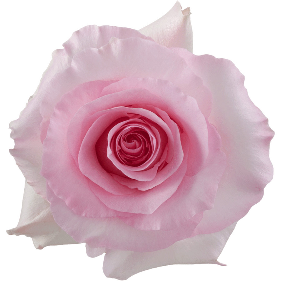 Rose Christa 70cm rprima