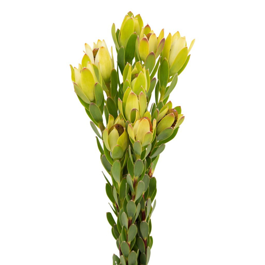 Leuco Discolor holl(10st)