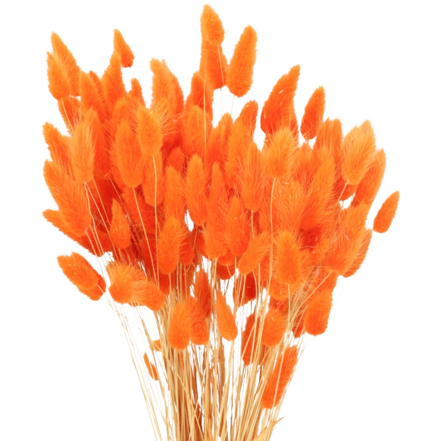 Lagurus Dried Orange holex