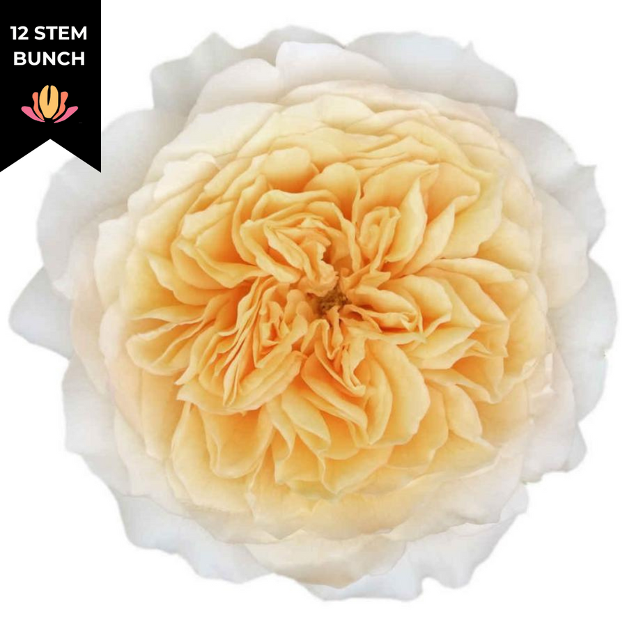 Rose Gdn Effie rprima(12st)