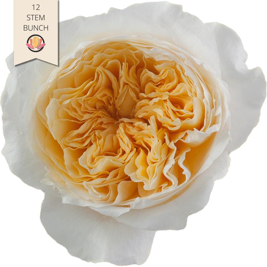 RoseGrdn Effie RPRIMA 12st