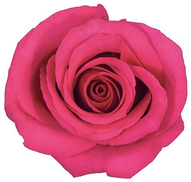 Rose Hotspot 50cm rprima