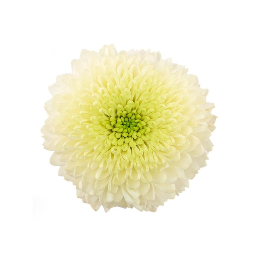 Mum Disbud Ball White continen