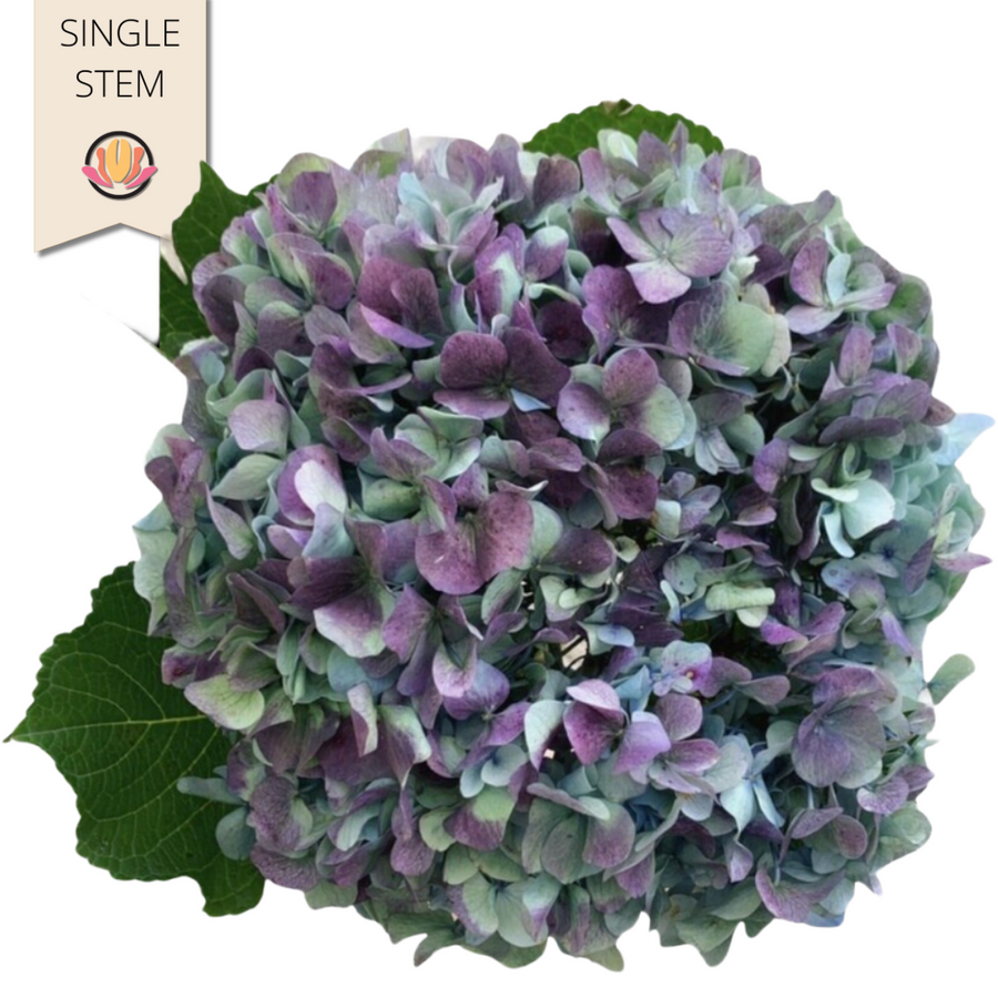 Hydrangea Hulk bella