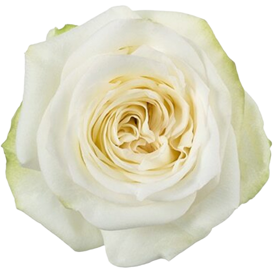 Rose Candlelight 50cm sunrite