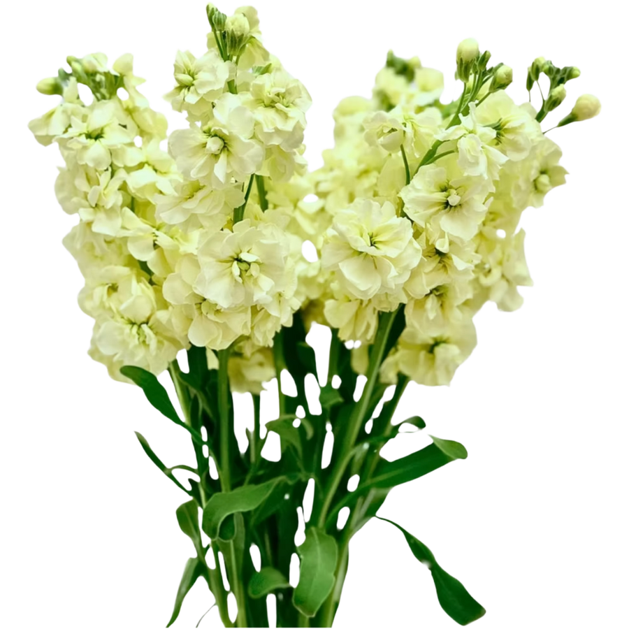 Stock Creme cont