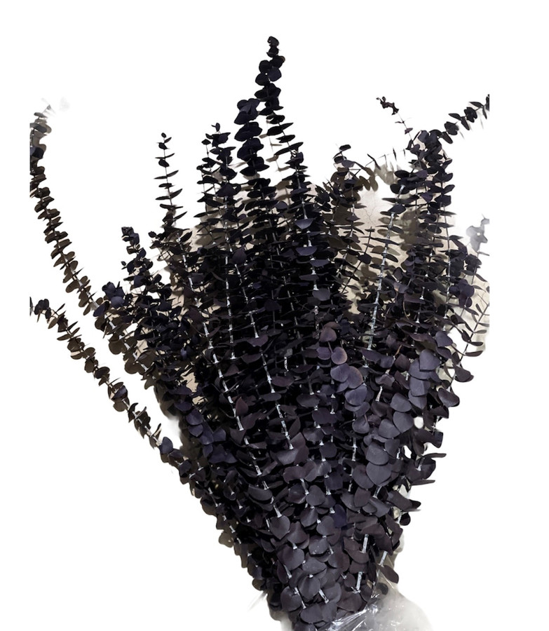 Euc Purple (1Lb bunch)