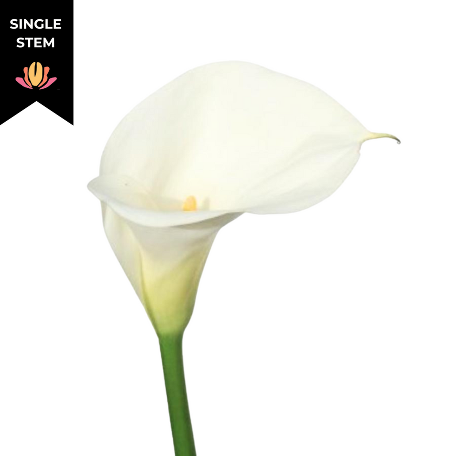 Calla White Magnum cont(STEM)