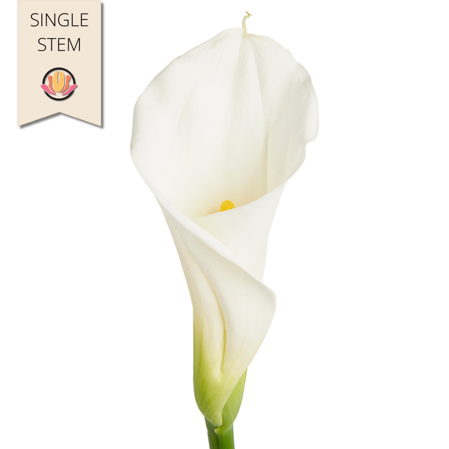 Calla White Magnum continental (stem)