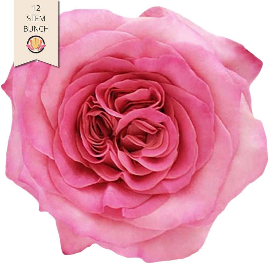 Rose Garden Ashley florecal(12st)