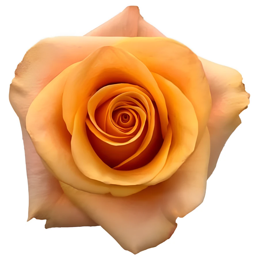 Rose Serenade 40cm florecal