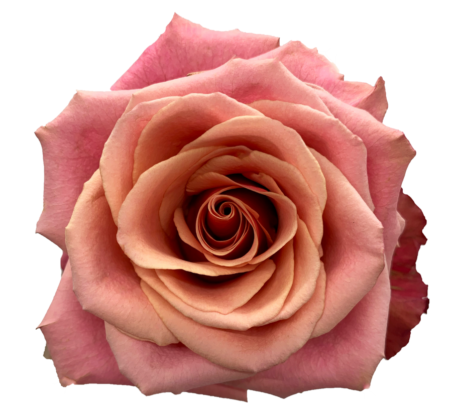 Rose Cold Brew 60cm florecal