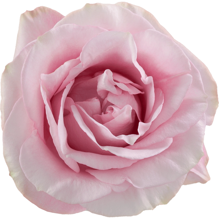 Rose Secret Garden 70cm rprima