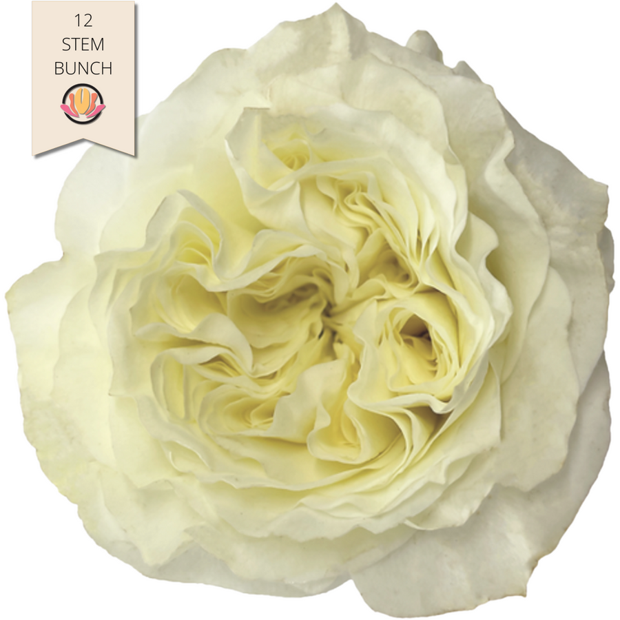 Rose Garden Mayra White holex(12st)